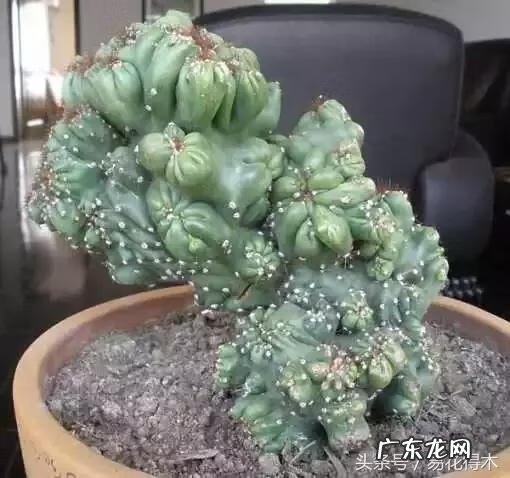 仙人掌养家里破坏风水吗 仙人掌太高大影响风水吗视频