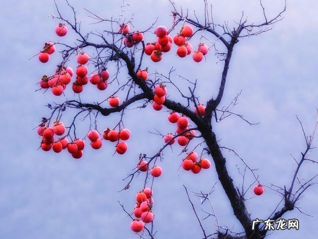 家里种梨树好吗风水 梨树种在哪里风水最好
