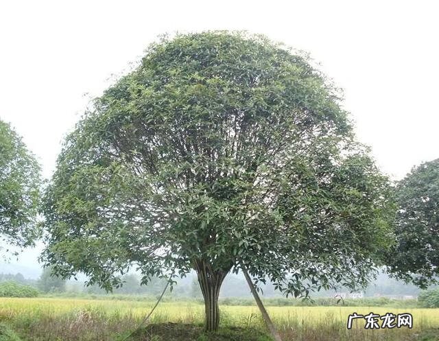 家里种梨树好吗风水 梨树种在哪里风水最好