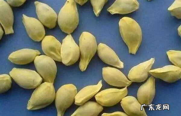 石榴籽嚼碎了吃有什么好处 医生说石榴籽嚼碎了吃会中毒嘛