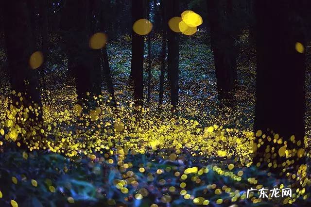 红鼻子鲁道夫韩语 红鼻子鲁道夫的故事