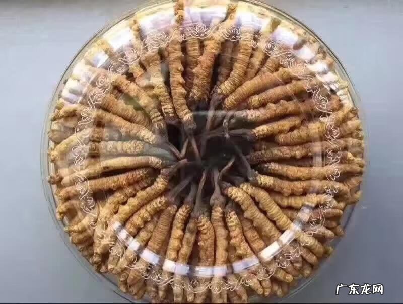 冬虫夏草哪个好 冬虫夏草十大功效作用