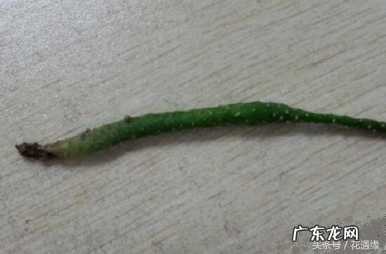 姬珊瑚开花图片欣赏 姬珊瑚仙人掌