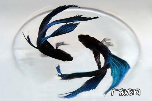 爱情的经典短句 爱情句子图片