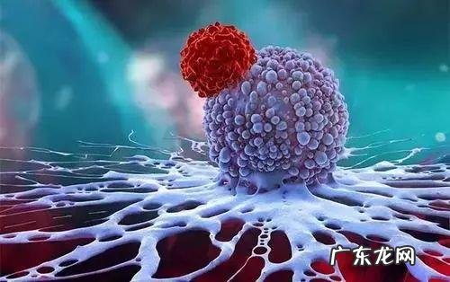 线粒体肌病 线粒体病毒感染