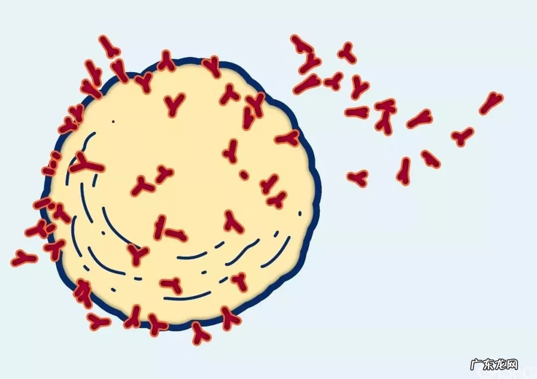 线粒体肌病 线粒体病毒感染