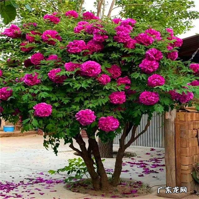 家里风水好的植物和花 家庭风水最好的花是什么花