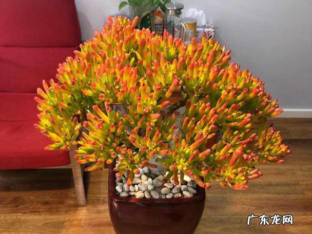 家里风水好的植物和花 家庭风水最好的花是什么花