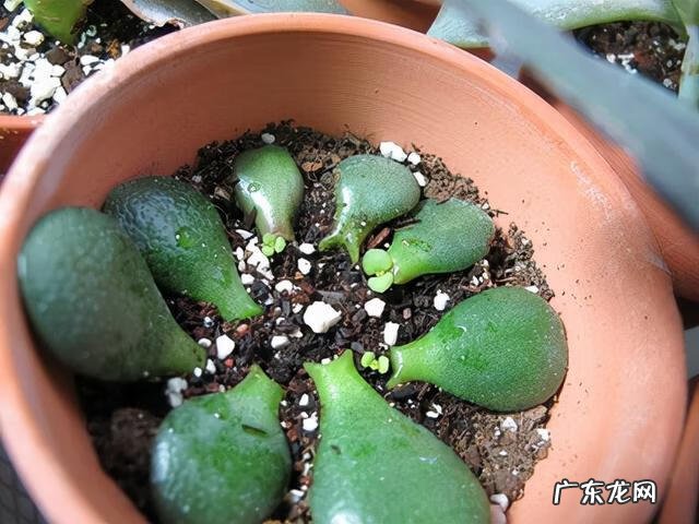 家里风水好的植物和花 家庭风水最好的花是什么花