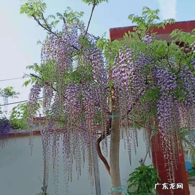 家里风水好的植物和花 家庭风水最好的花是什么花