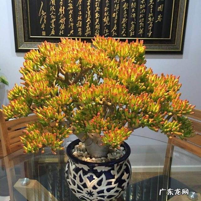 家里风水好的植物和花 家庭风水最好的花是什么花