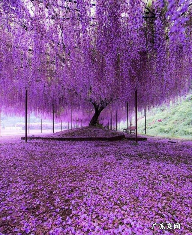 家里风水好的植物和花 家庭风水最好的花是什么花