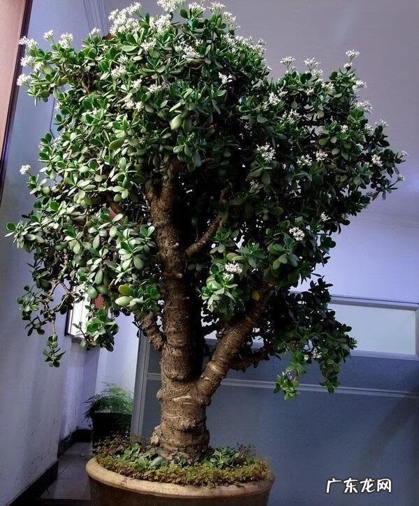 家里风水好的植物和花 家庭风水最好的花是什么花