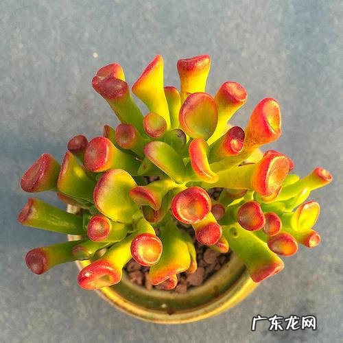 家里风水好的植物和花 家庭风水最好的花是什么花