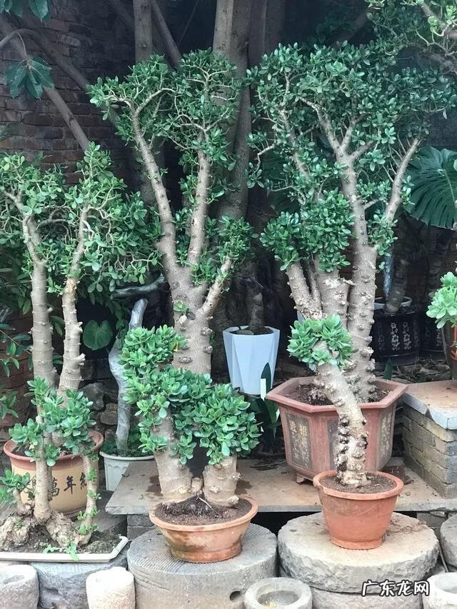 家里风水好的植物和花 家庭风水最好的花是什么花