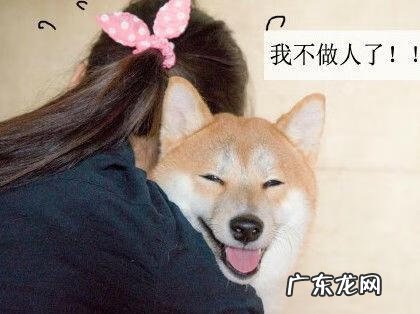 养三只狗对风水好么 养3只狗的风水作用