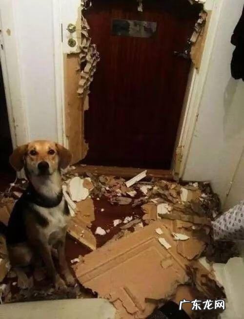 养三只狗对风水好么 养3只狗的风水作用