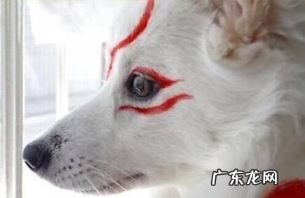 养三只狗对风水好么 养3只狗的风水作用