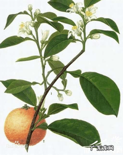 代代花别名的功效与作用 代代花的功效与作用是什么?