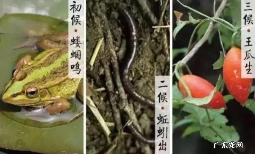 关于立夏的习俗 立夏的风俗有什么