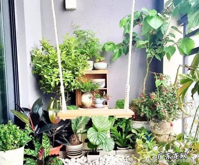 多肉放在哪里风水好 进门放什么多肉风水好呢