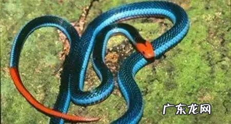 属蛇适合什么风水画 蛇的图片大全