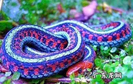 属蛇适合什么风水画 蛇的图片大全