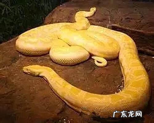 属蛇适合什么风水画 蛇的图片大全