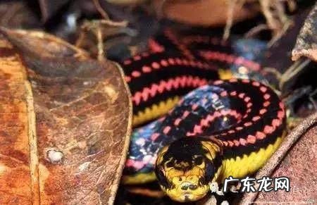 属蛇适合什么风水画 蛇的图片大全