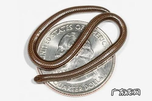 属蛇适合什么风水画 蛇的图片大全