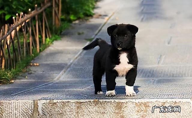 狗的风水作用 黄色陶瓷狗的风水作用