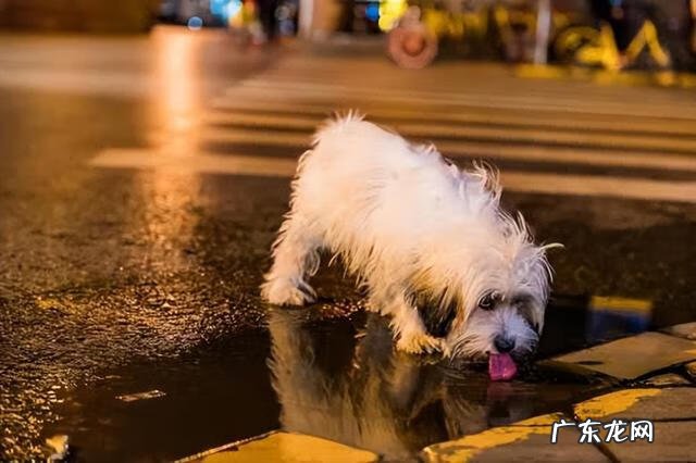 狗的风水作用 黄色陶瓷狗的风水作用