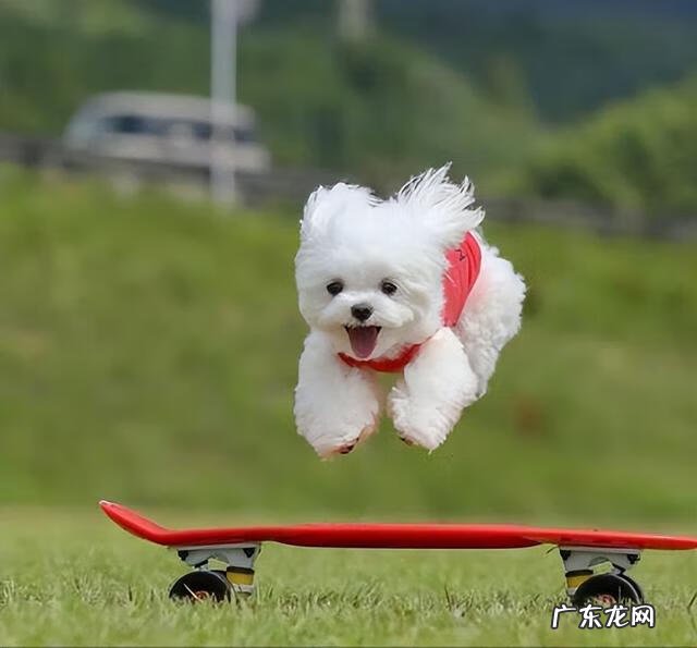 狗的风水作用 黄色陶瓷狗的风水作用