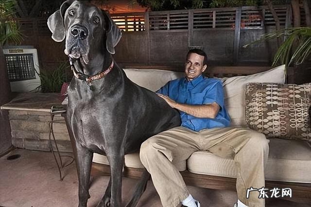 狗的风水作用 黄色陶瓷狗的风水作用