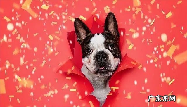 狗的风水作用 黄色陶瓷狗的风水作用