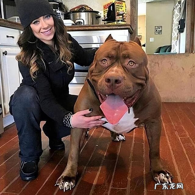 狗的风水作用 黄色陶瓷狗的风水作用