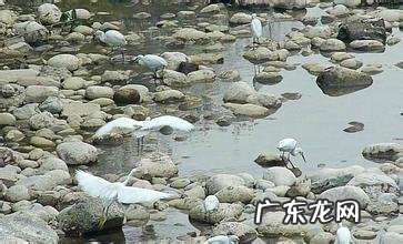 牛地风水 风水局水牛取水局