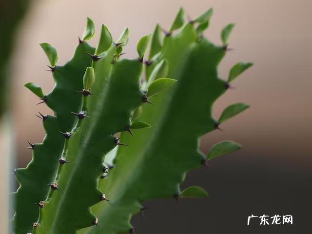 龙竹的风水禁忌 龙骨的风水作用