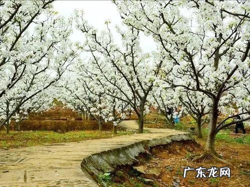 寒食译文 寒食东风