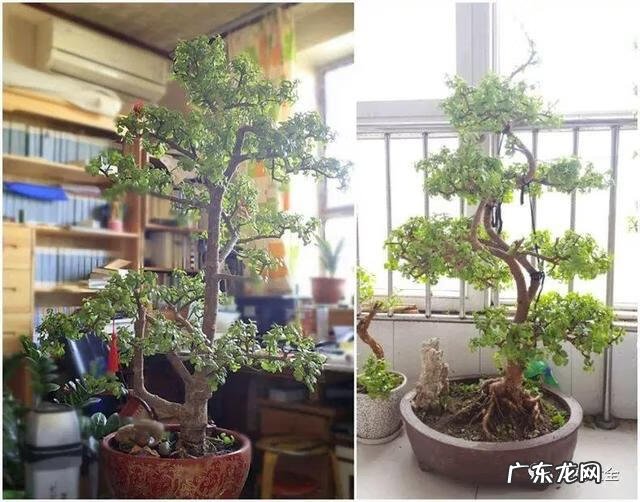 种生根的风水故事 什么是种生根风水