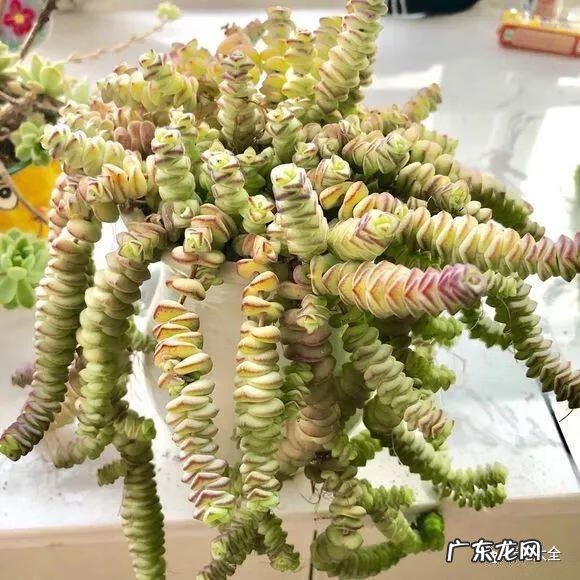 种生根的风水故事 什么是种生根风水