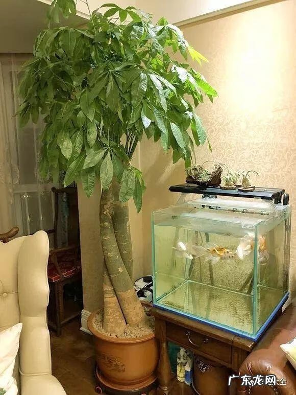 种生根的风水故事 什么是种生根风水