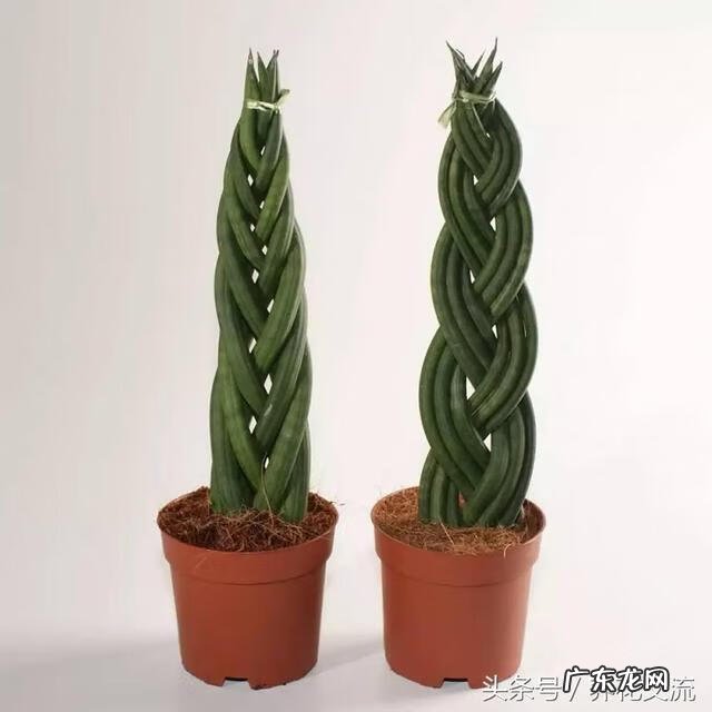 室内种什么盆栽风水好 室内风水放什么盆栽好?