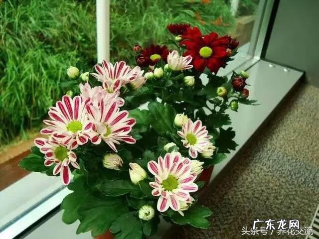 室内种什么盆栽风水好 室内风水放什么盆栽好?