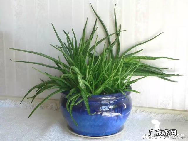 室内种什么盆栽风水好 室内风水放什么盆栽好?