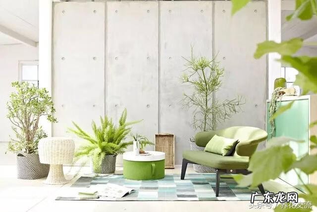 室内种什么盆栽风水好 室内风水放什么盆栽好?