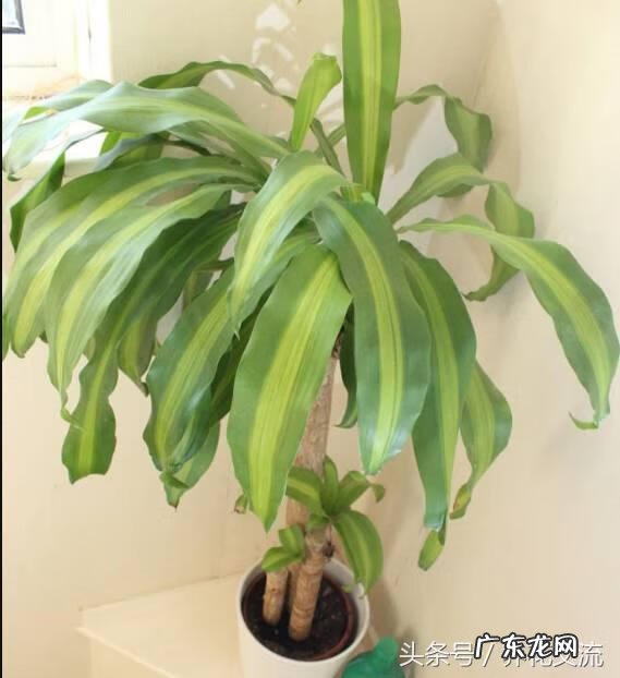 室内种什么盆栽风水好 室内风水放什么盆栽好?
