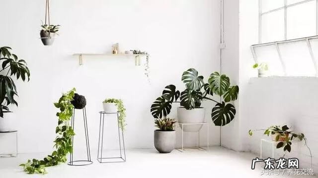 室内种什么盆栽风水好 室内风水放什么盆栽好?