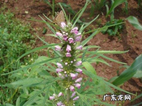 妇科病 治疗妇科病的