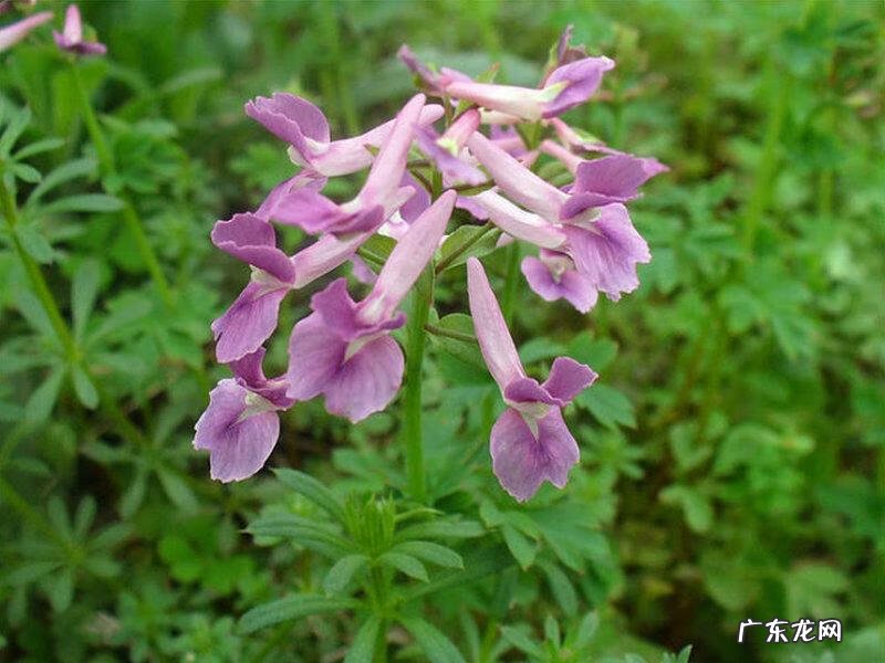 木鳖子的功效与作用及禁忌 木鳖子的功效与作用及用法用量